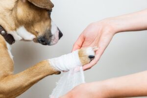 Animal Health