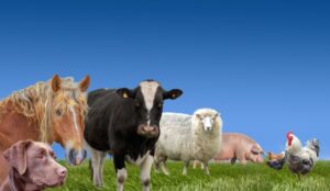 Pet & Livestock Feed