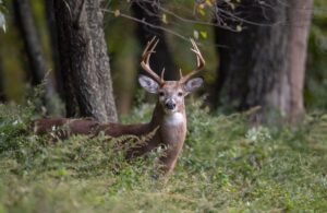Deer Attractants