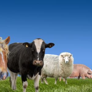 Livestock & Pet Food