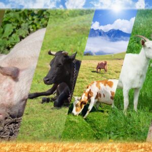 Animal Health Products